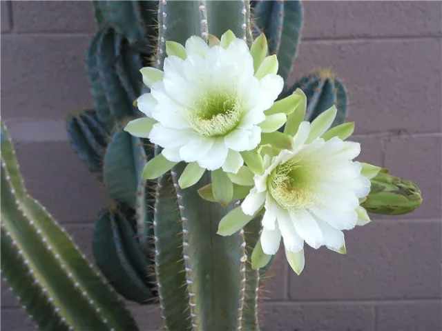 Цереус — фото 2