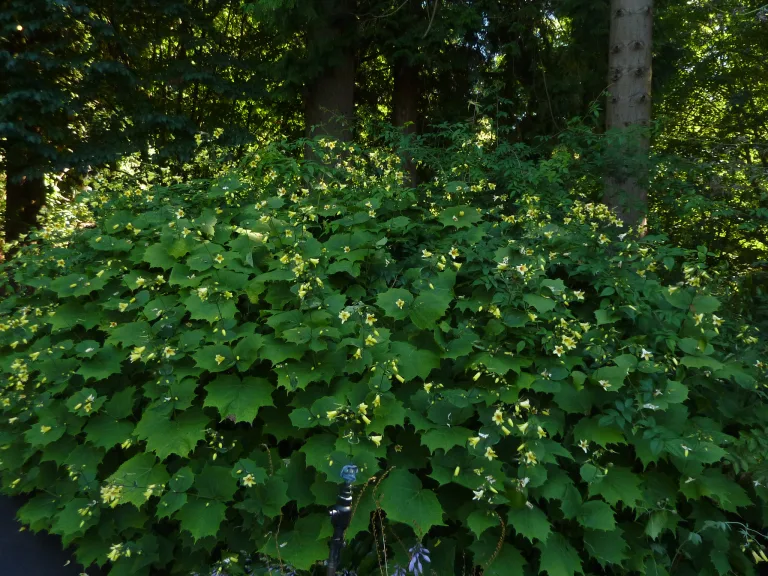 Киренгешома дланевидная