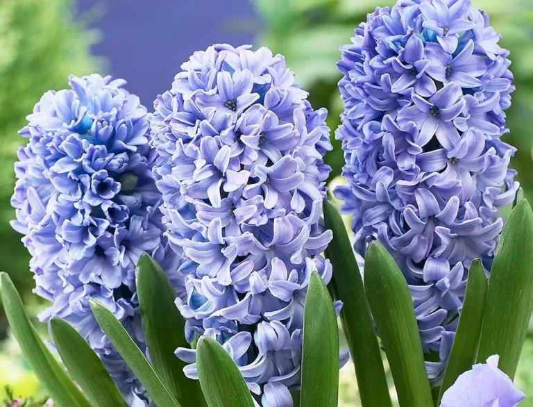 Hyacinth Blue Delph