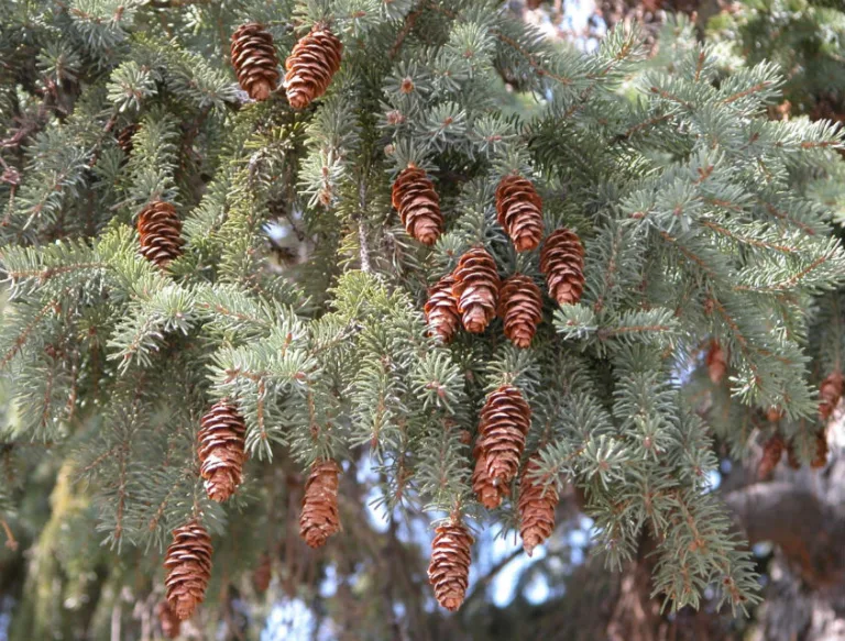 Ель