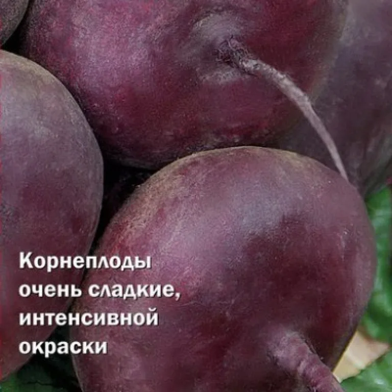 Сорт столовой свеклы ‘Сластена’
