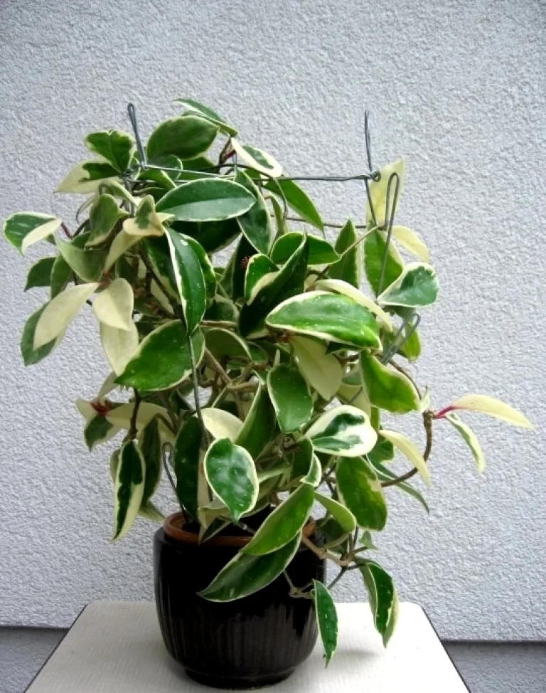Hoya carnosa cv. Krimson Queen