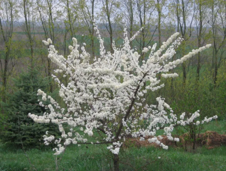 слива уссурийская