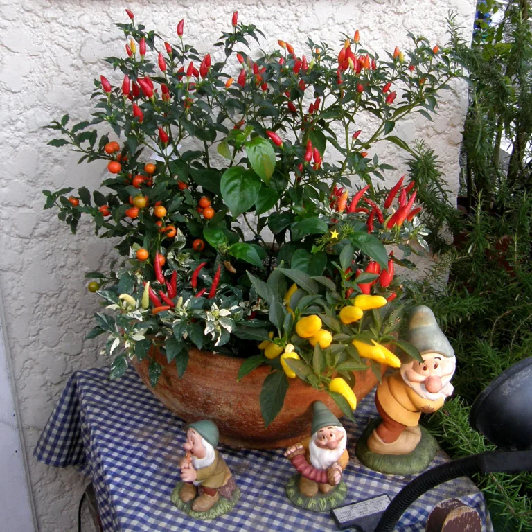 Перец кустарниковый