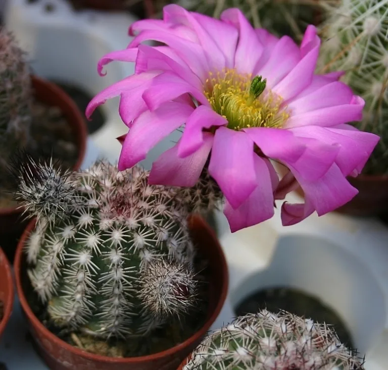 Эхиноцереус адустус