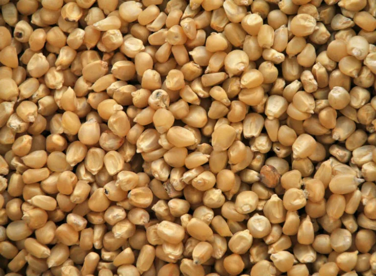 зерновки кукурузы