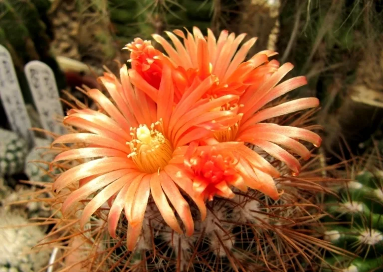 Пародия субтилихамата