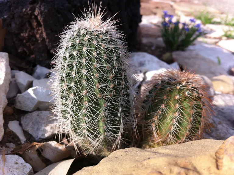 Echinocereus reichenbachii