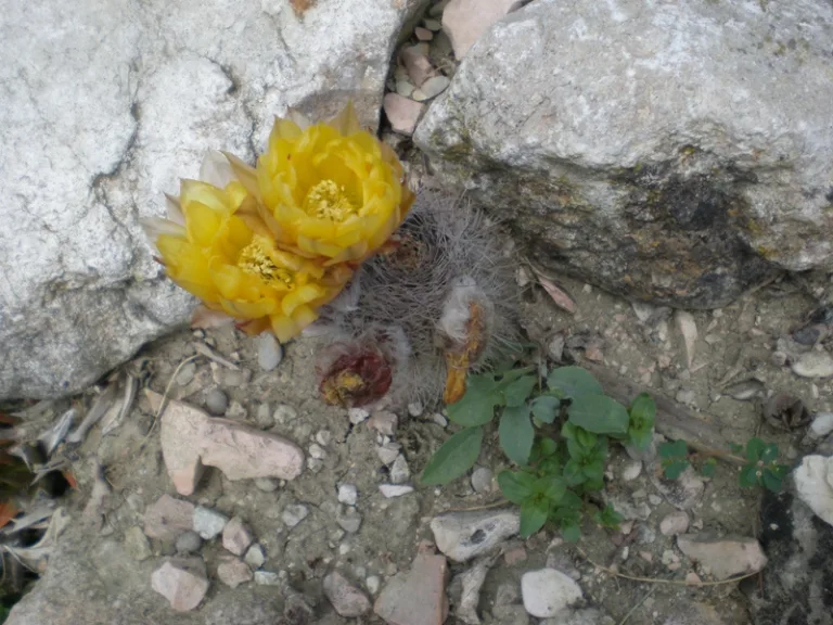 Пародия алакрипортана