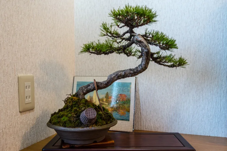 комнатный бонсай из сосны