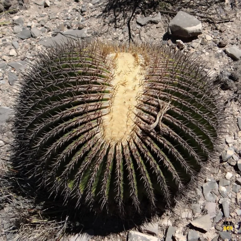 Echinocactus platyacanthus f. cristata
