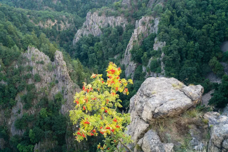 Рябина