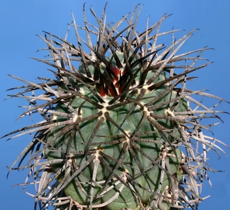 Gymnocalycium cardenasianum cv. Japanese Selection