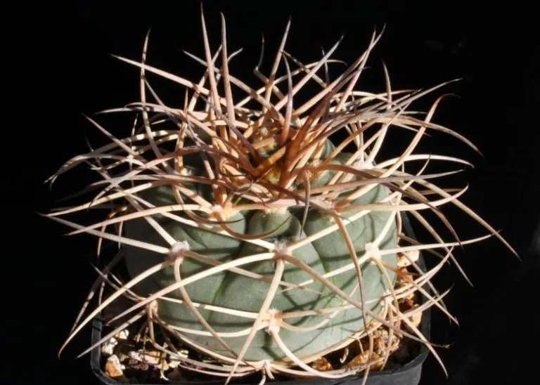Gymnocalycium spegazzinii subs. cardenasianum