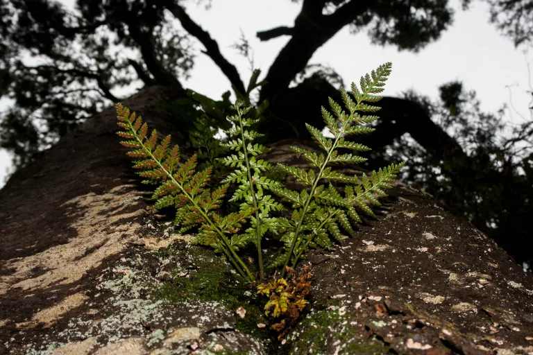 Асплениум луковиценосный
