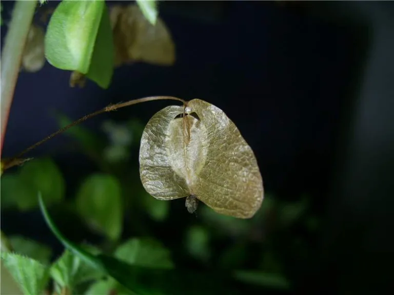 как выращивать бегонии в домашних условиях