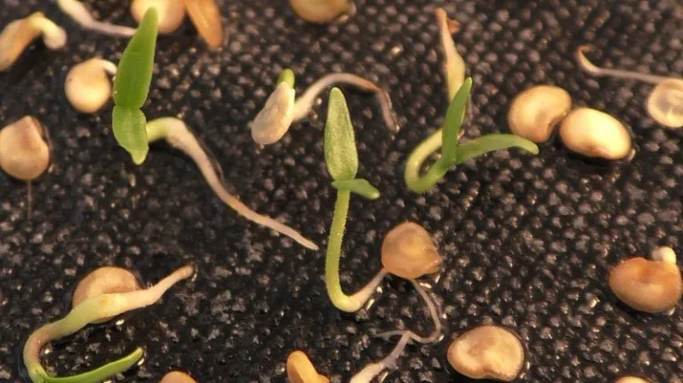 выращивание перца чили из семян