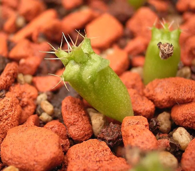Сеянцы Euphorbia actinoclada