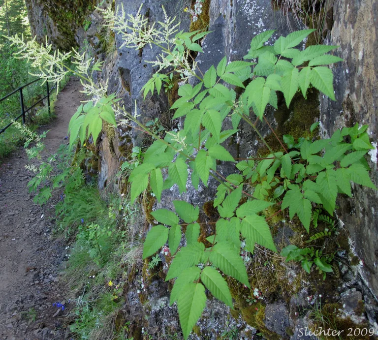 Aruncus dioicus var. acuminatus
