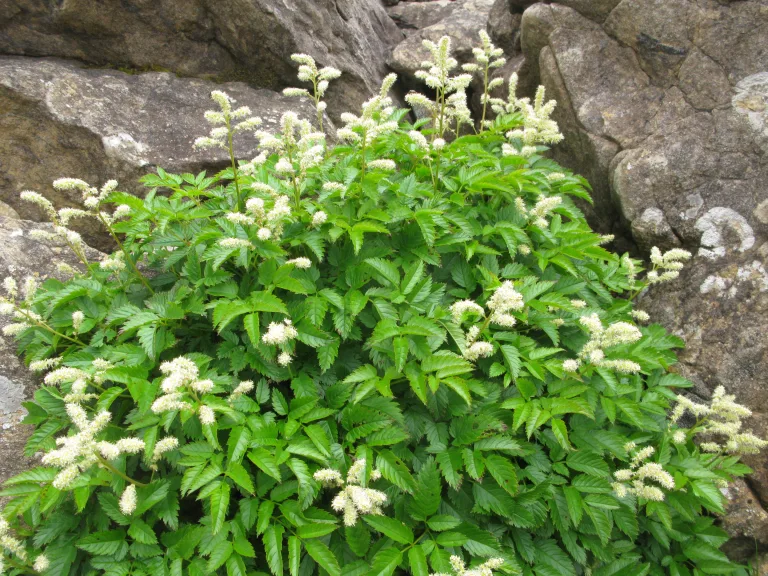 Aruncus dioicus var. astilboides