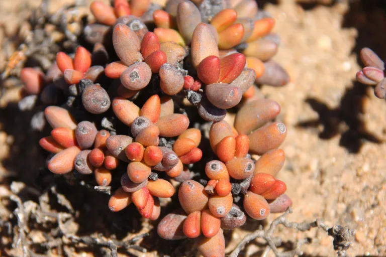 Crassula brevifolia subs. psammophila