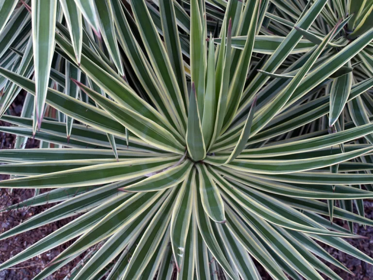 Yucca aloifolia var. marginata
