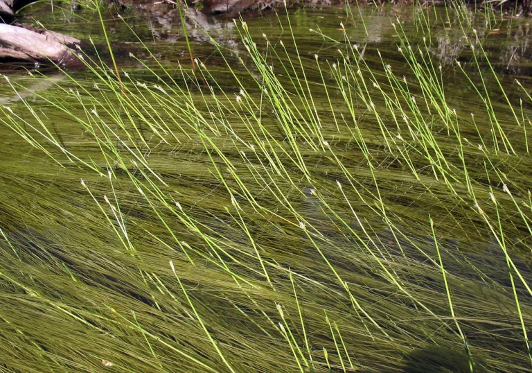 schoenoplectus subterminalis