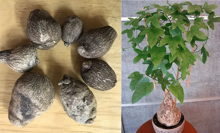 адения виридифлора adenia viridiflora