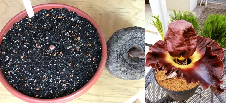 Amorphophallus paeoniifolius Аморфофаллус пионолистный