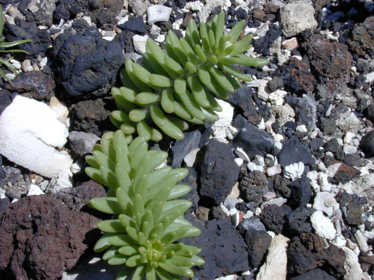 описание и фото портулака