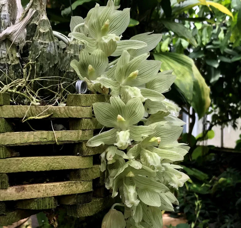 Кловезия