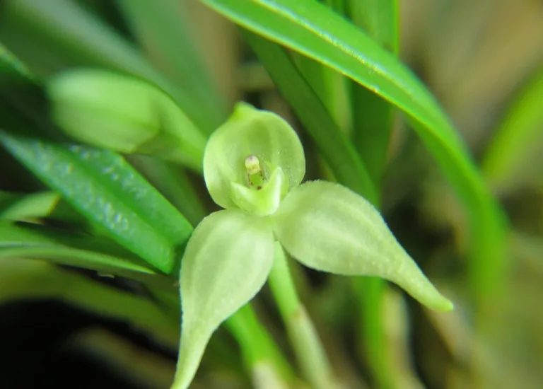 Dryadella