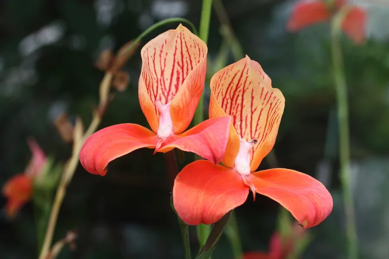 Disa uniflora