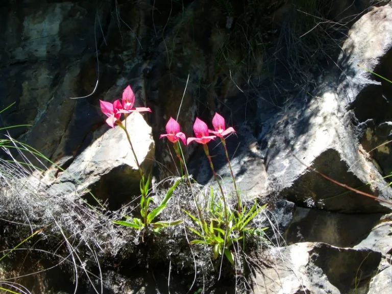 Disa
