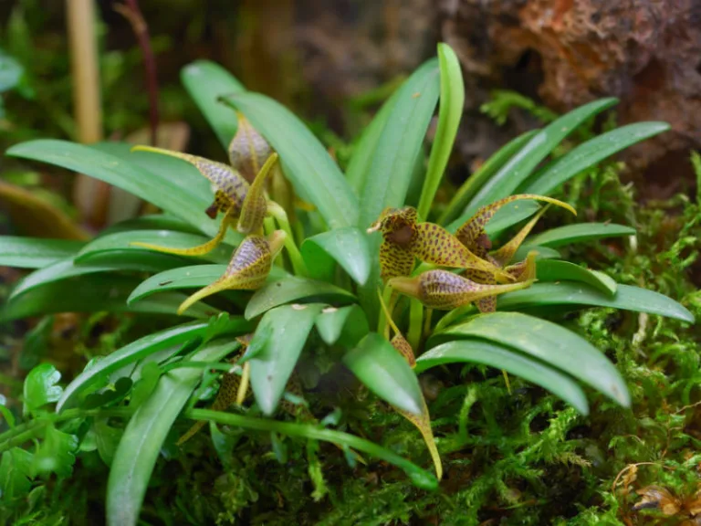 Dryadella