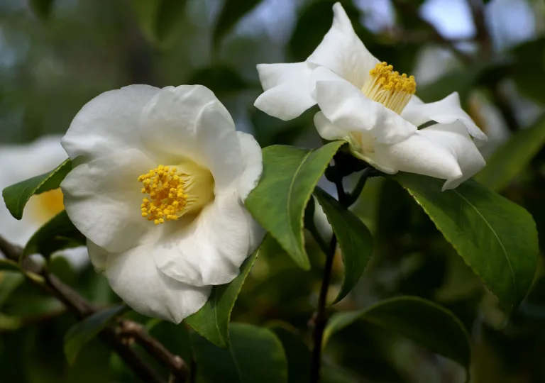 Camellia japonica 'Alba simplex'