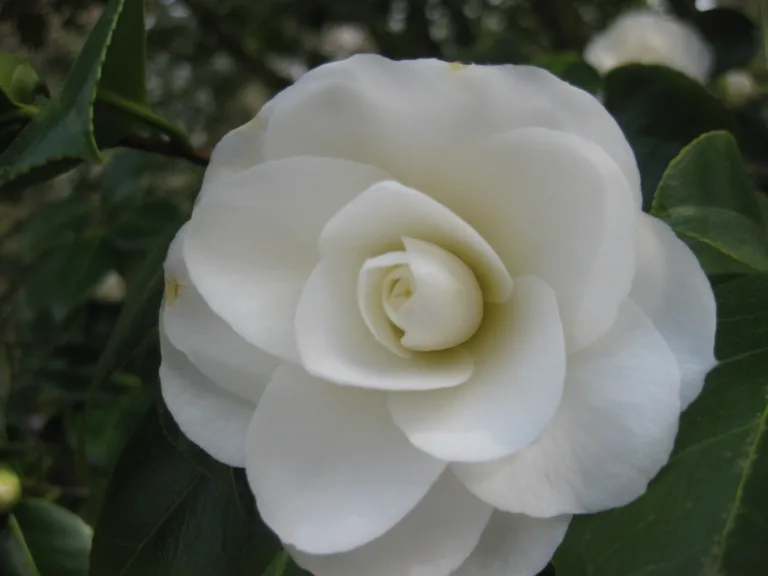 Camellia japonica 'Purity'