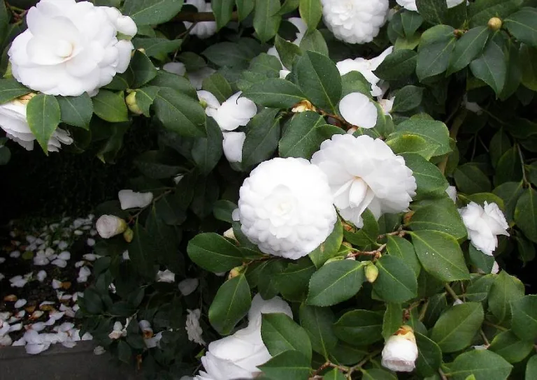 Camellia japonica Alba plena
