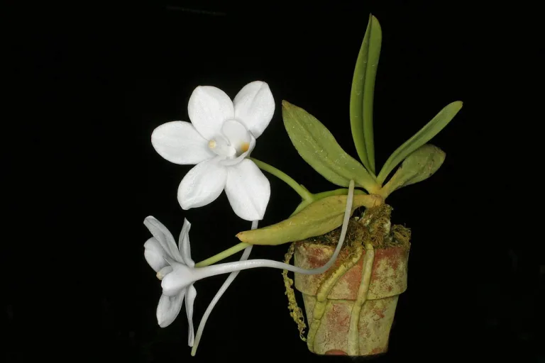 Amesiella philippinensis