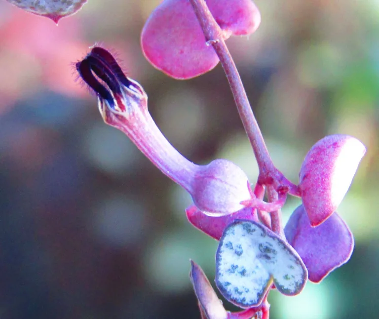 Ceropegia woodii