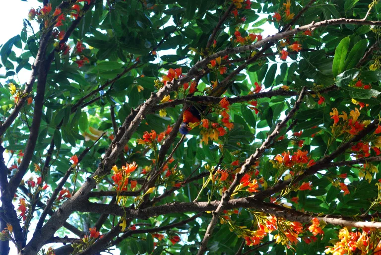 Castanospermum australe