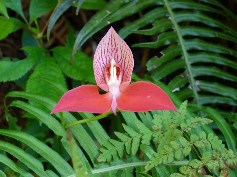 Диза одноцветковая (Disa grandiflora)