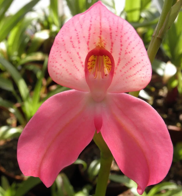 Диза одноцветковая (Disa grandiflora)