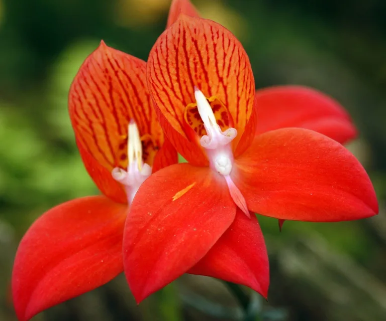 Disa uniflora