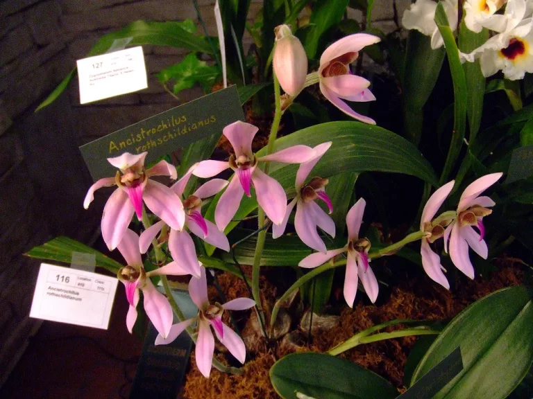 Ancistrochilus rothschildianus