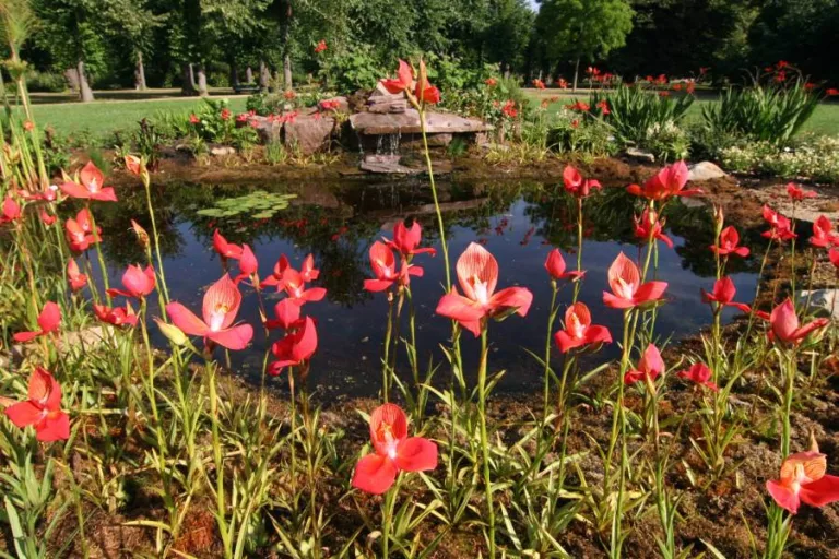 Disa uniflora