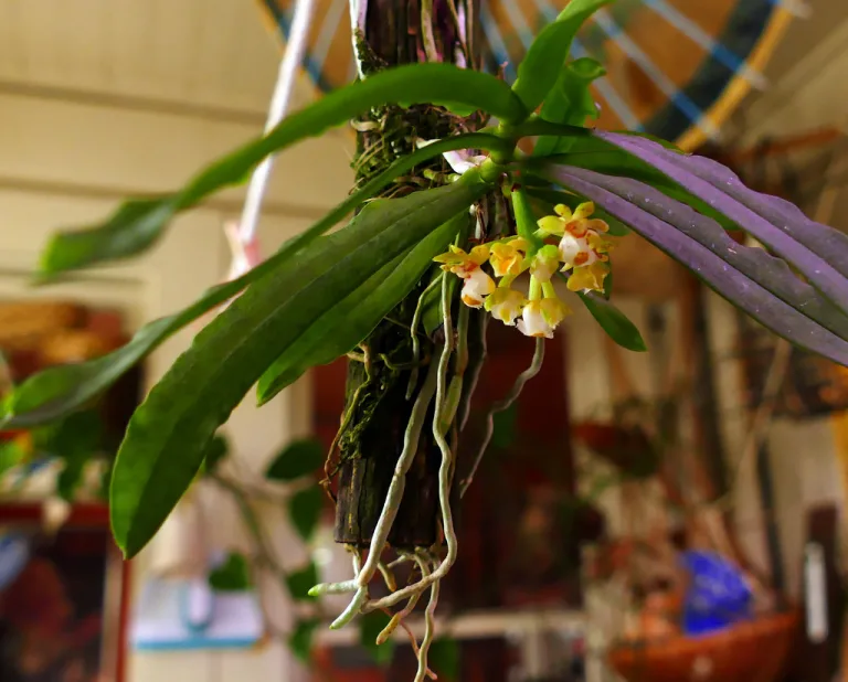 Gastrochilus japonicus