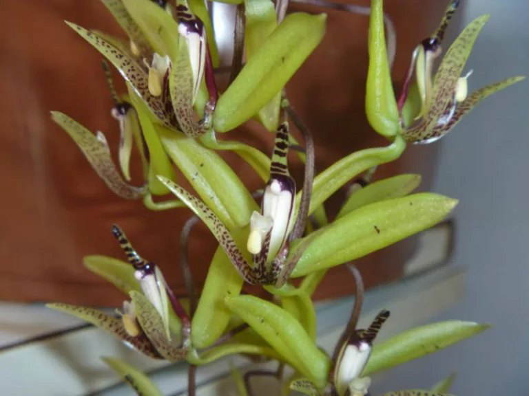 Cirrhaea