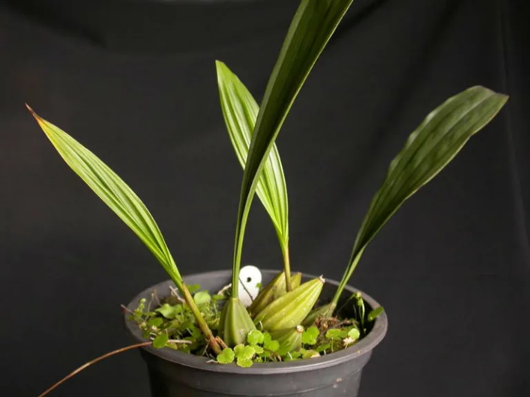 Cirrhaea