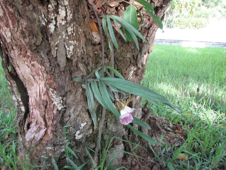 Galeandra baueri